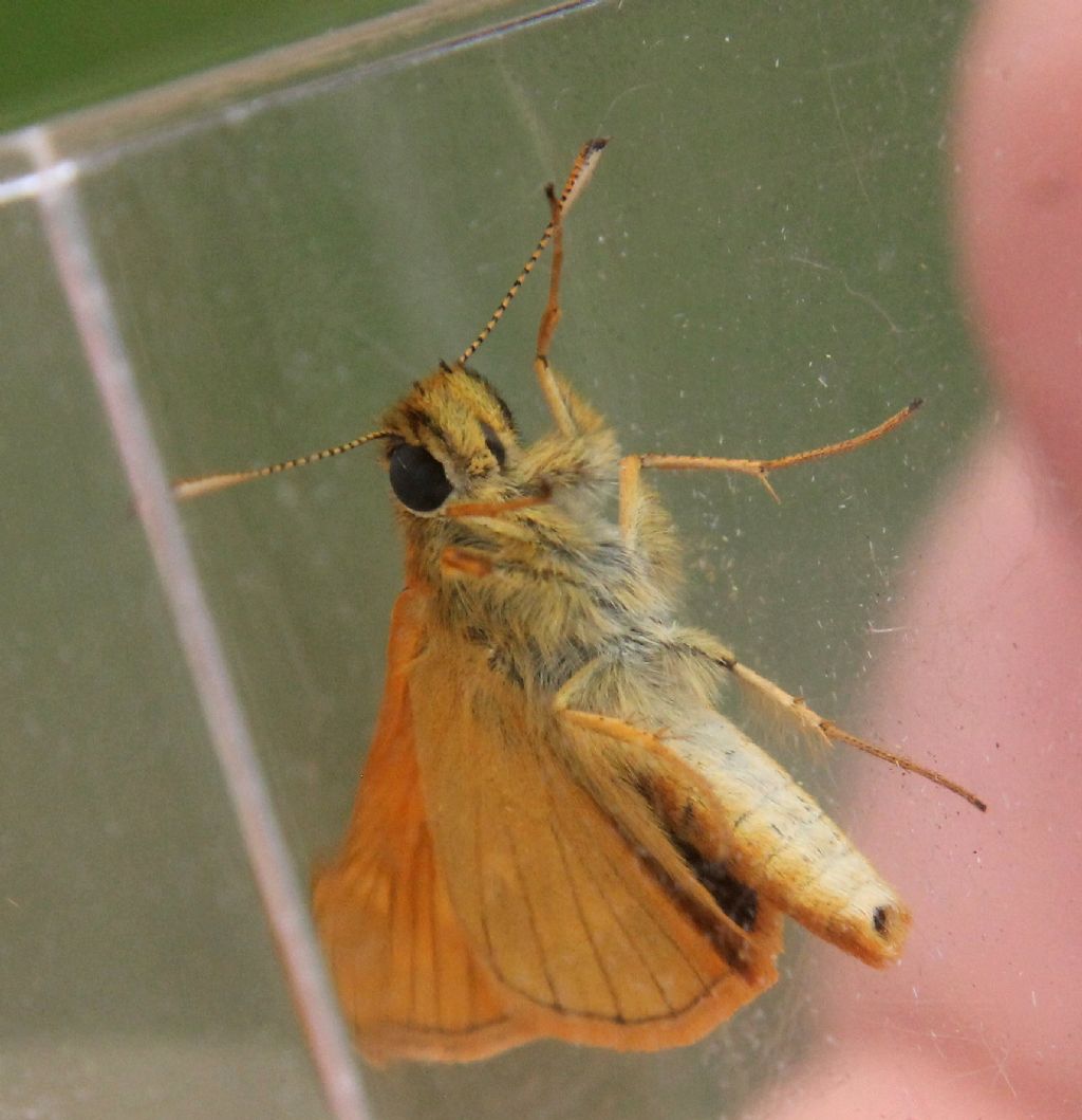 Thymelicus lineola?